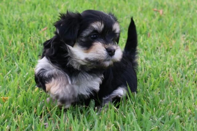 Havanese Puppies media 3