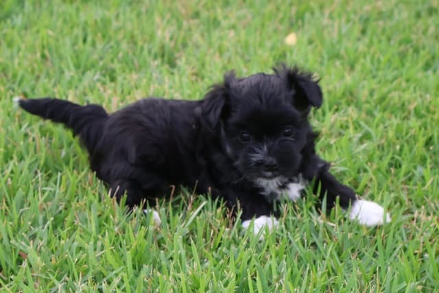 Havanese Puppies media 4