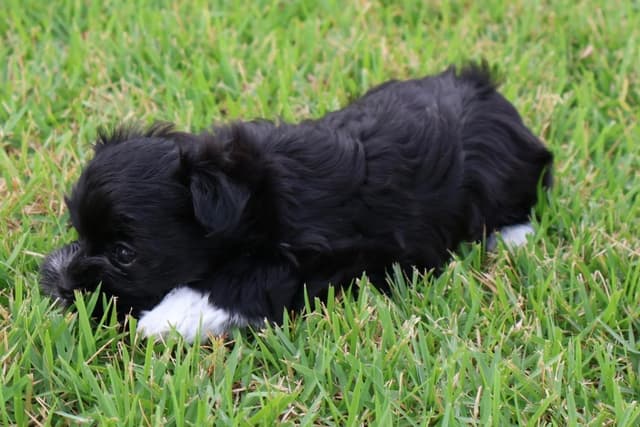 Havanese Puppies media 5