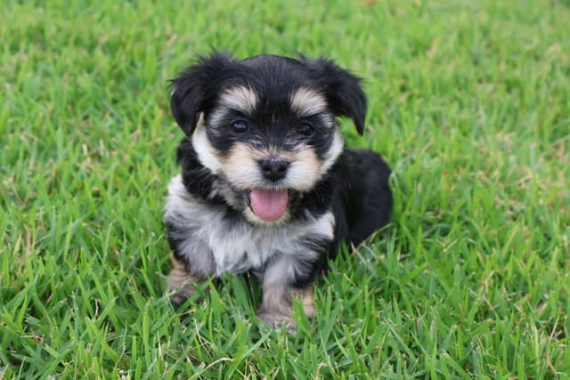 Havanese Puppies media 6
