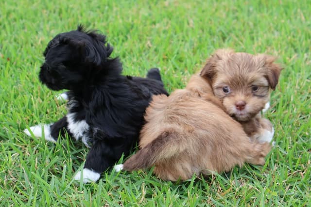 Havanese Puppies media 7