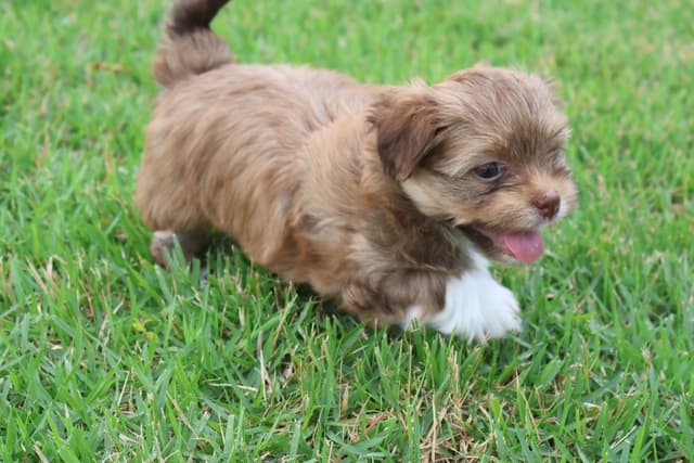 Havanese Puppies media 2