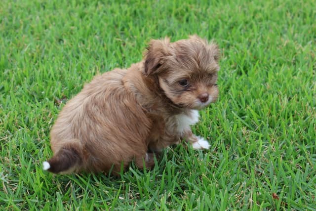 Havanese Puppies media 8