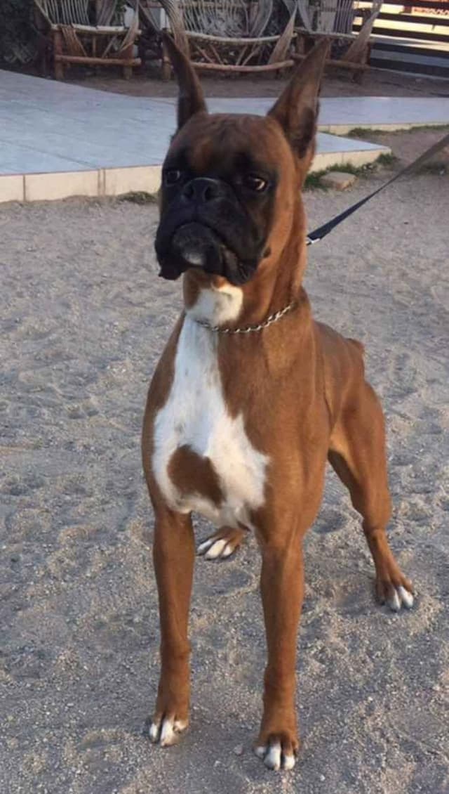 Boxer Puppies media 3