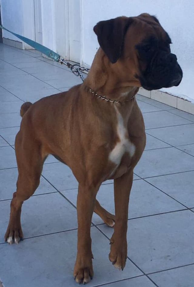 Boxer Puppies media 4