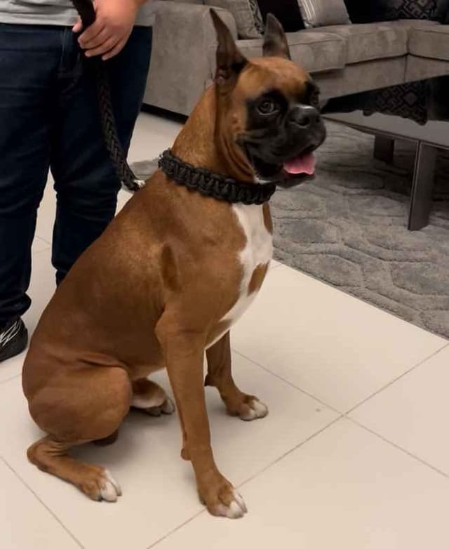 Boxer Puppies media 5