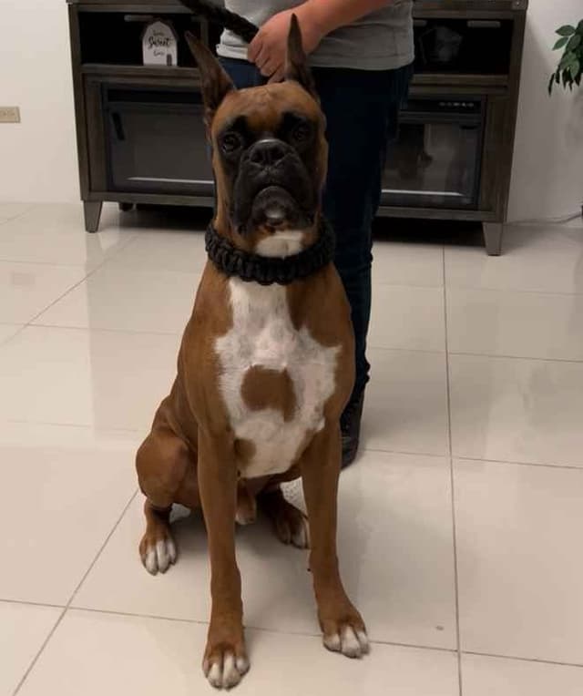Boxer Puppies media 9