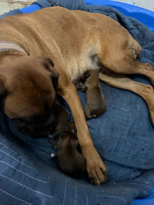 Boxer Puppies media 6