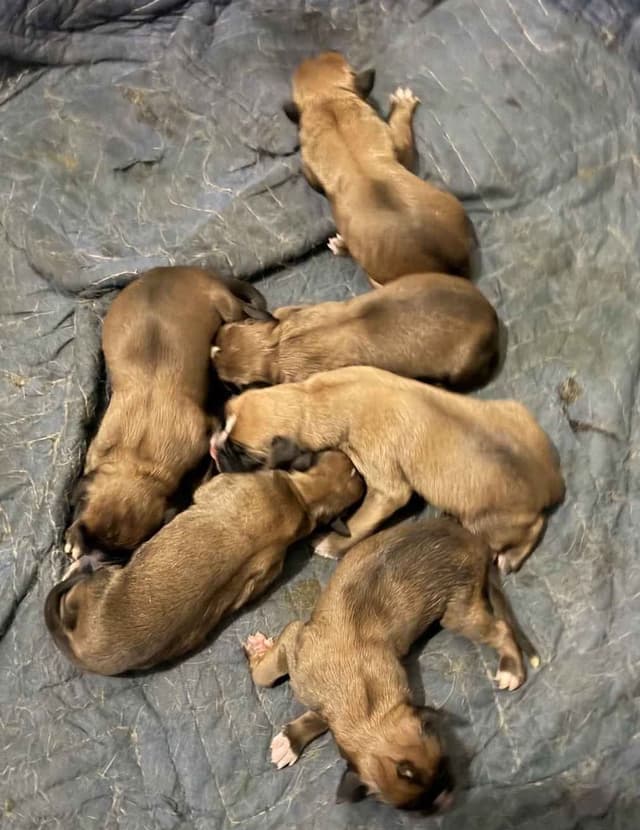 Boxer Puppies media 7