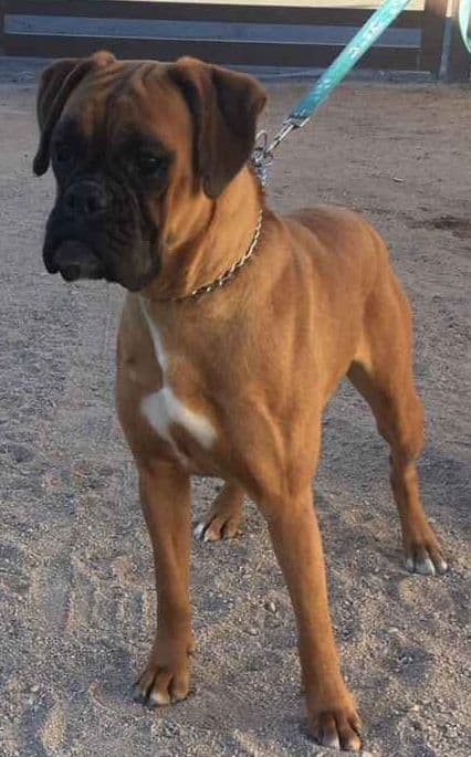Boxer Puppies media 8