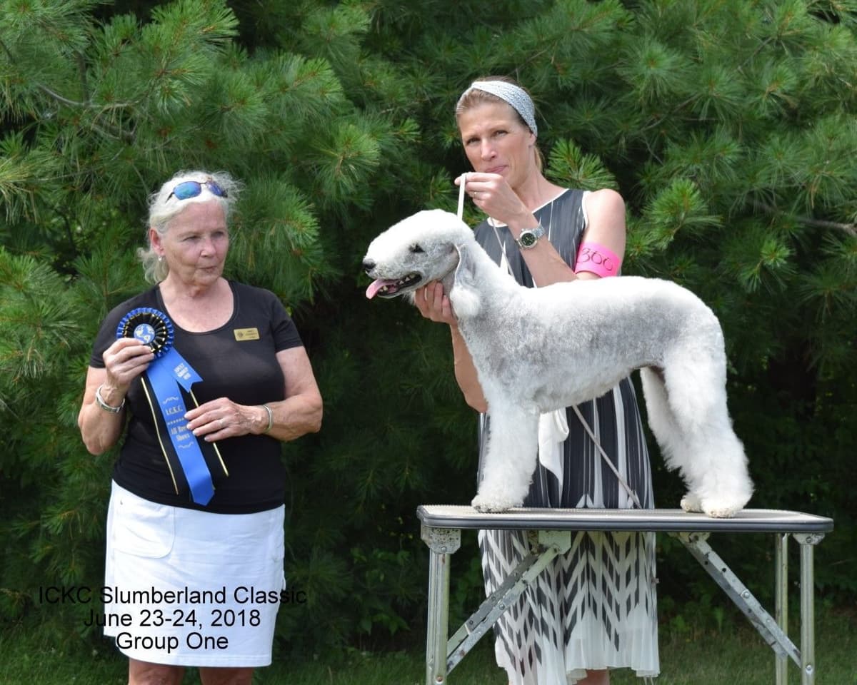 Bedlington Terrier Puppies breeder image 1