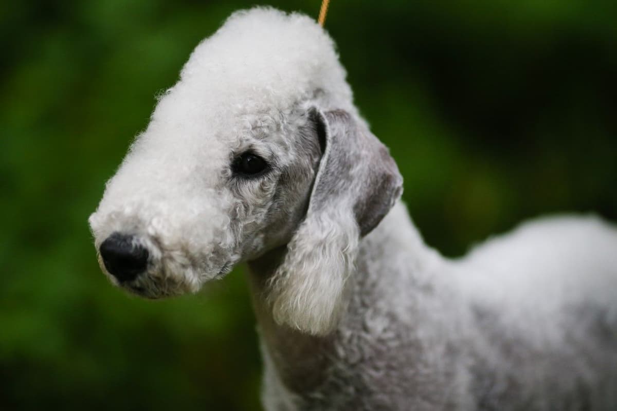 Bedlington Terrier Puppies breeder image 2