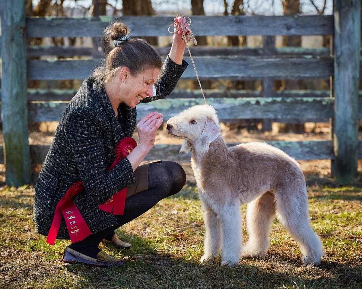 Bedlington Terrier Puppies breeder image 3