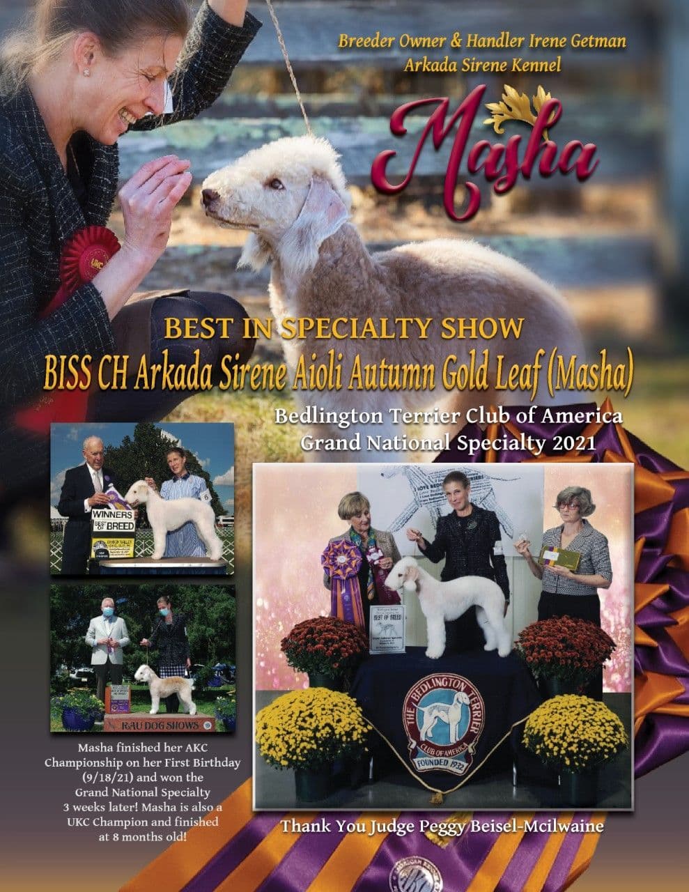 Bedlington Terrier Puppies breeder image 4