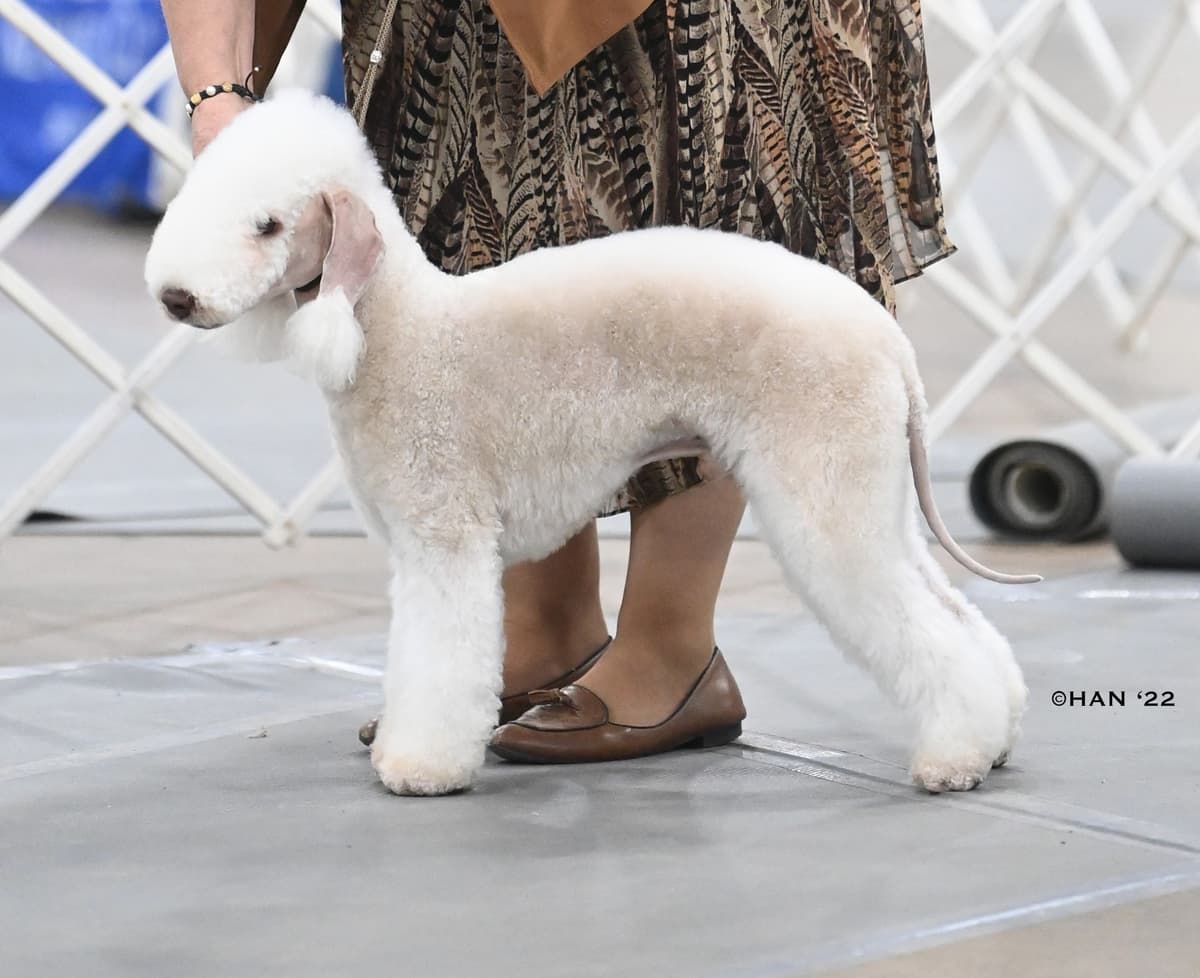 Bedlington Terrier Puppies breeder image 5