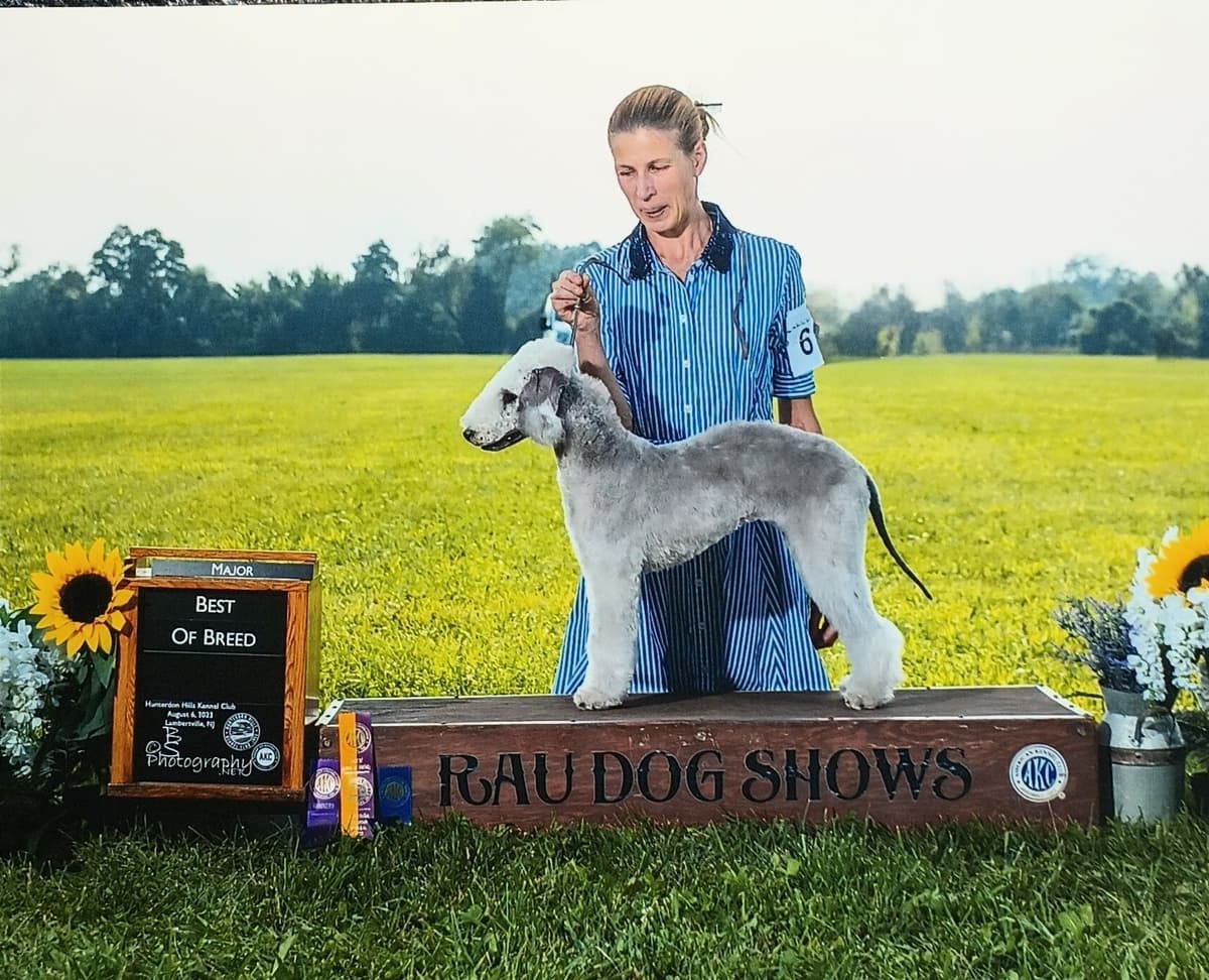 Bedlington Terrier Puppies breeder image 6