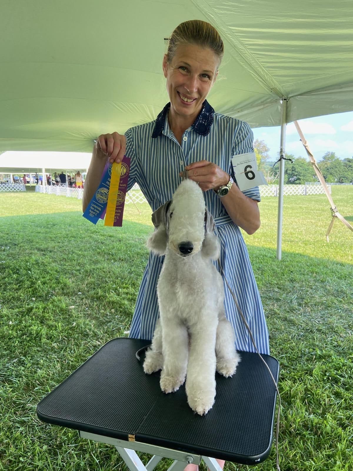 Bedlington Terrier Puppies breeder image 7