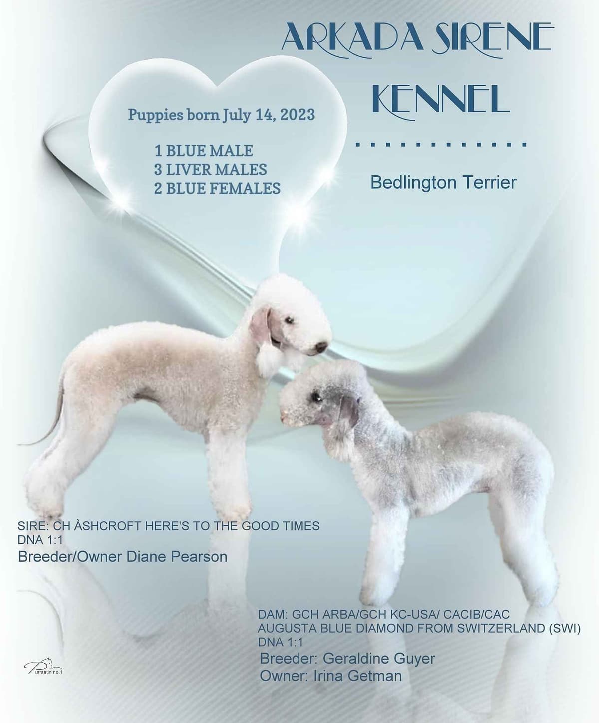Bedlington Terrier Puppies breeder image 8