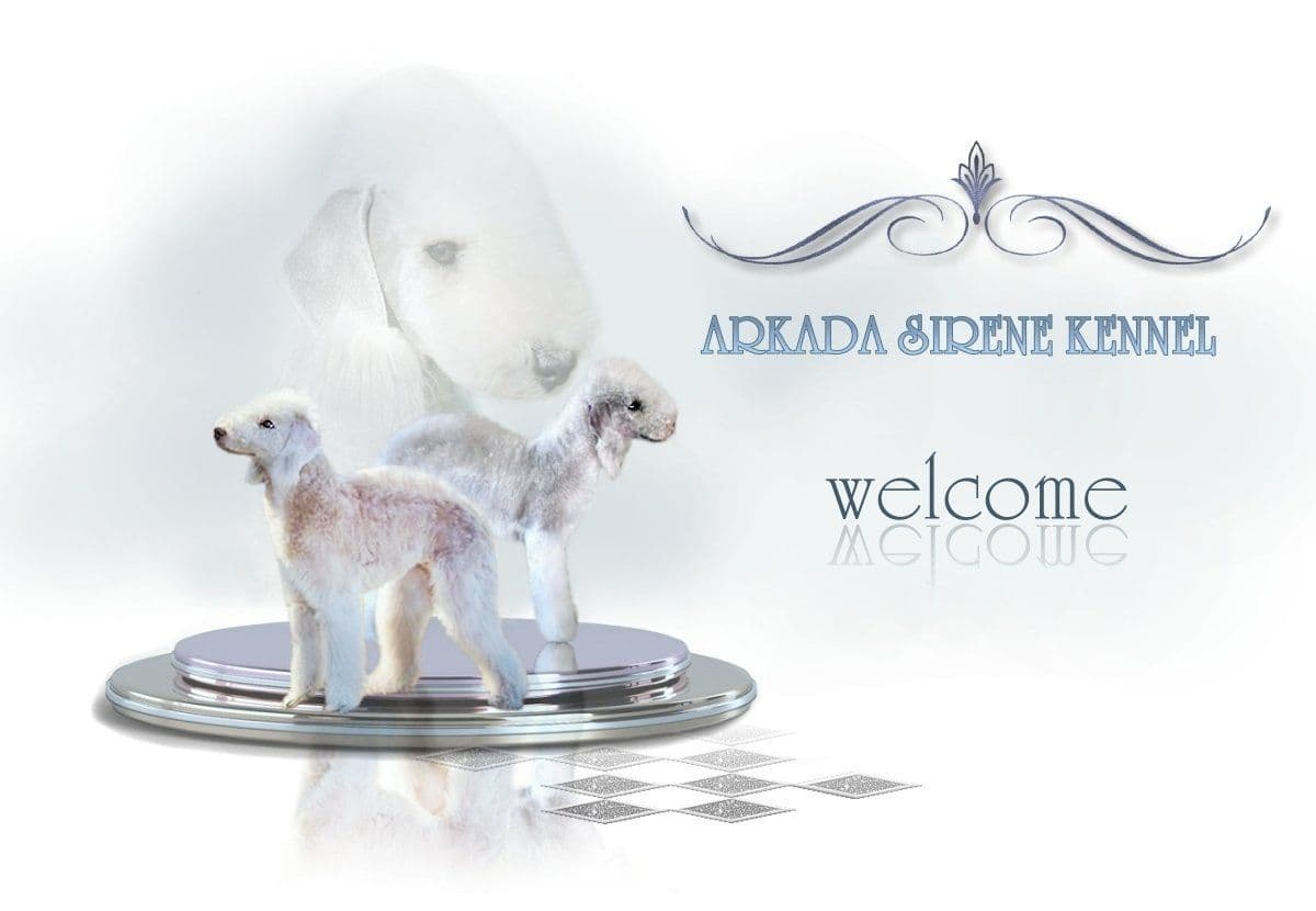 Bedlington Terrier Puppies breeder image 14