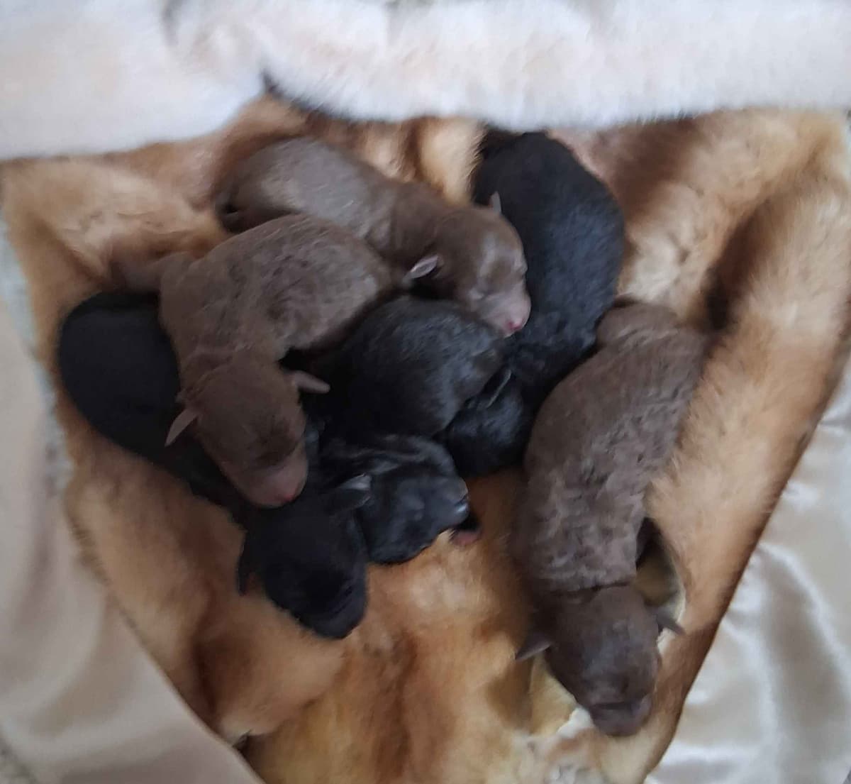 Bedlington Terrier Puppies breeder image 15