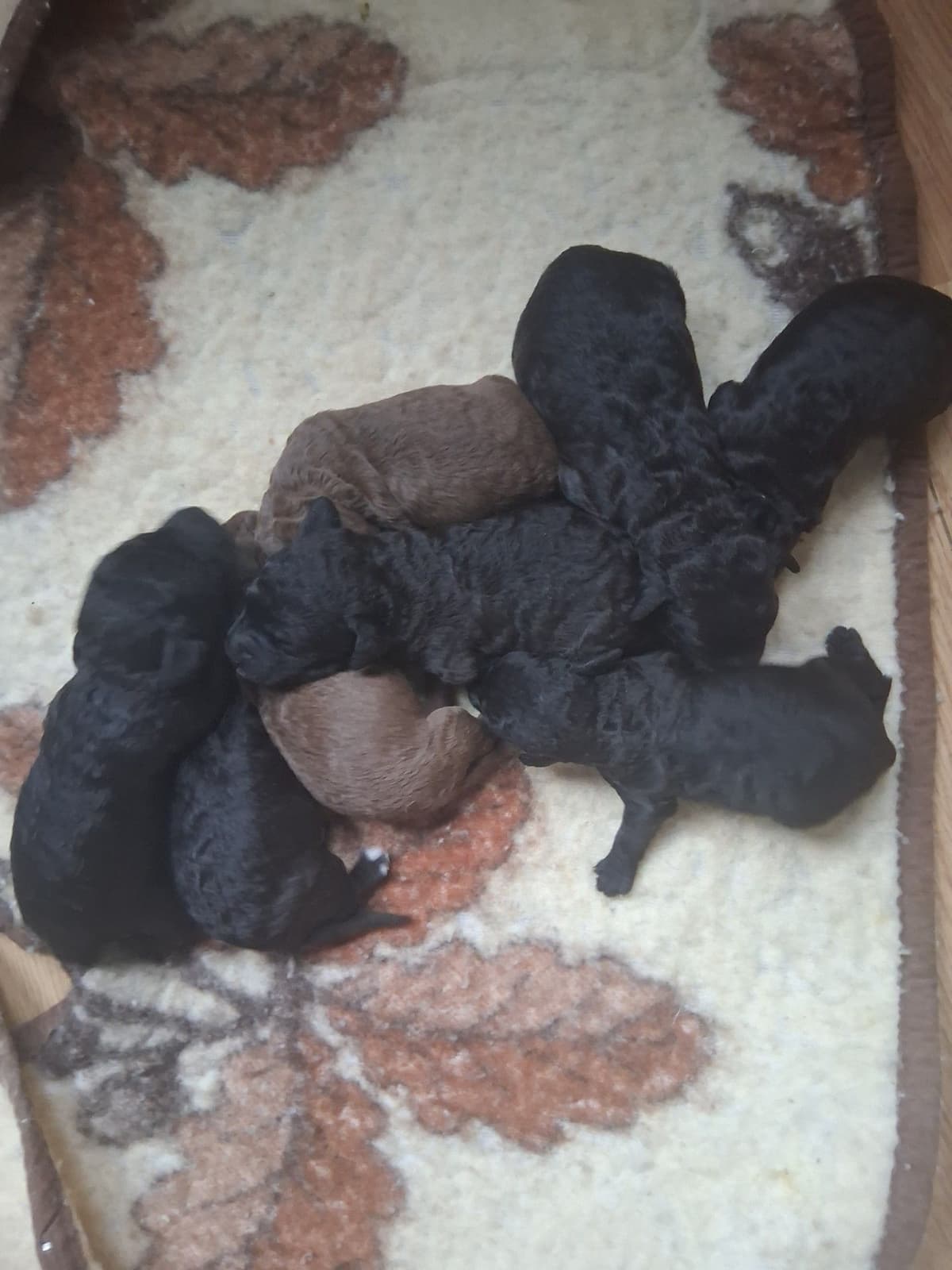 Bedlington Terrier Puppies breeder image 16