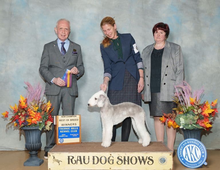 Bedlington Terrier Puppies breeder image 18