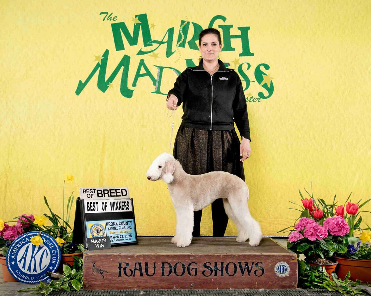 Bedlington Terrier Puppies breeder image 20