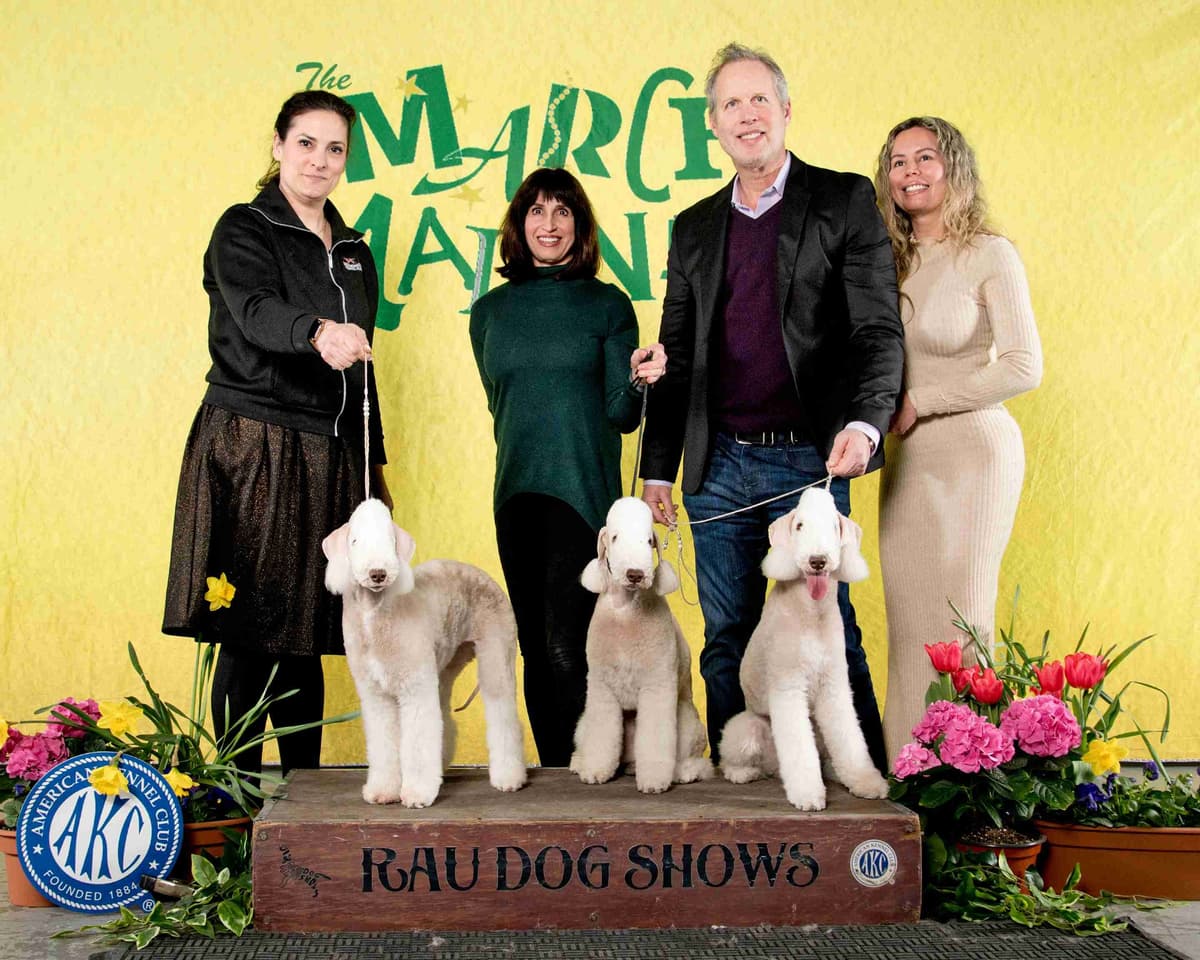 Bedlington Terrier Puppies breeder image 21