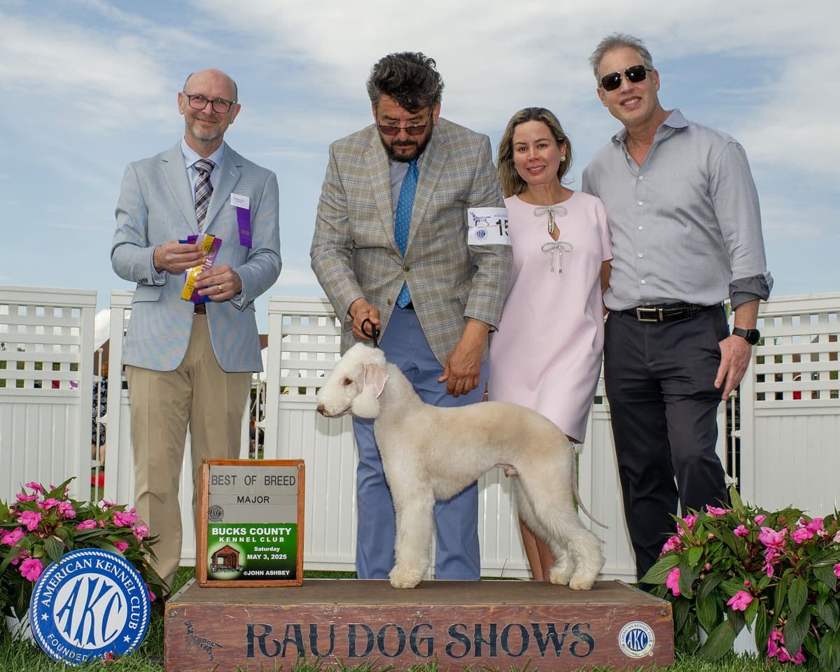 Bedlington Terrier Puppies breeder image 22