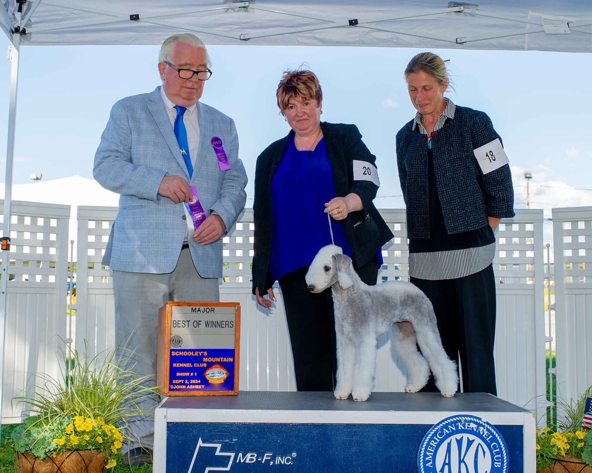 Bedlington Terrier Puppies breeder image 25