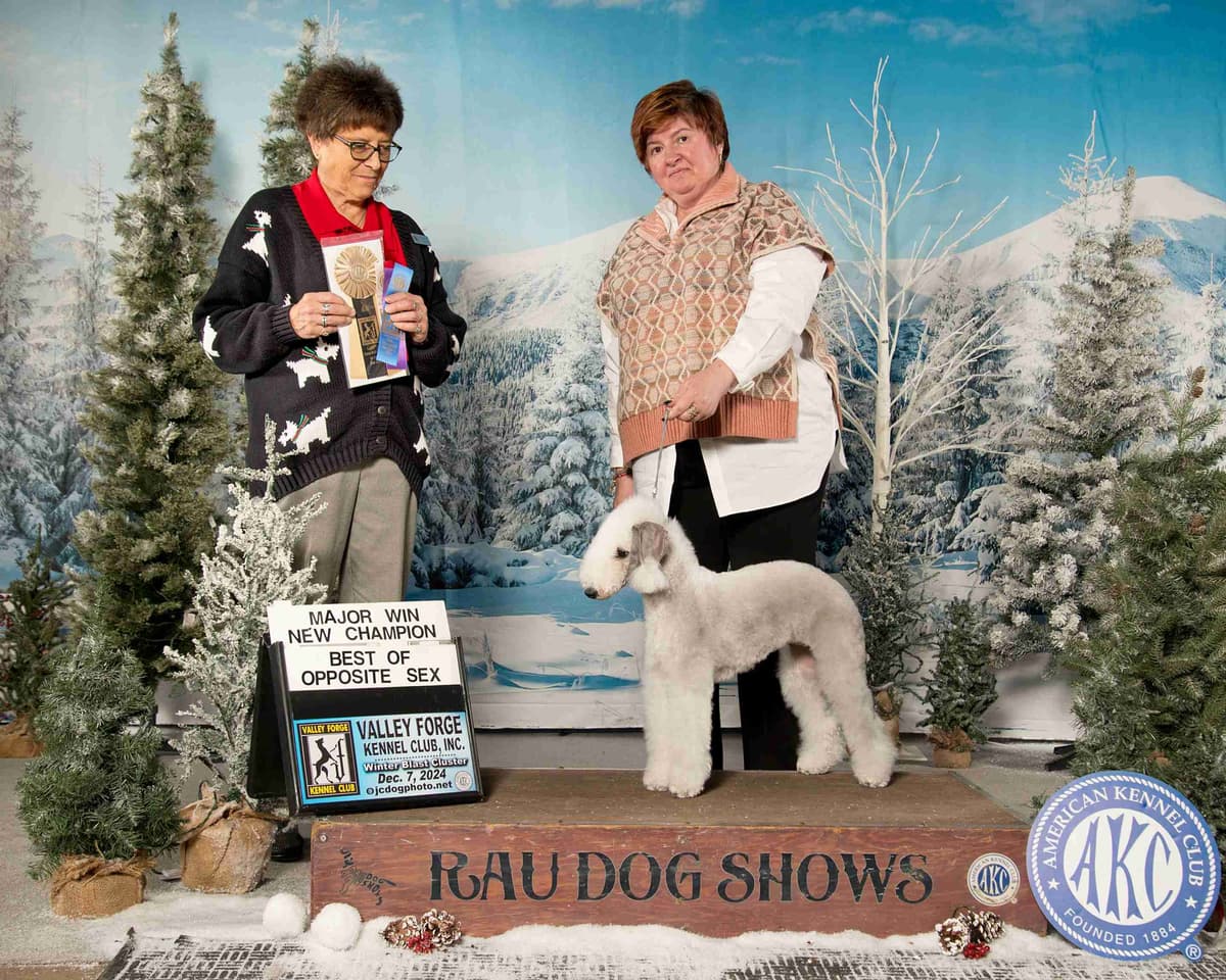 Bedlington Terrier Puppies breeder image 26