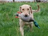 Chesapeake Bay Retriever Puppies breeder image 1
