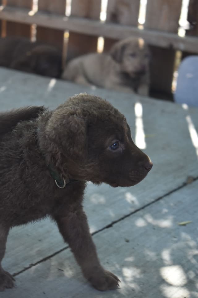 Chesapeake Bay Retriever Puppies media 2
