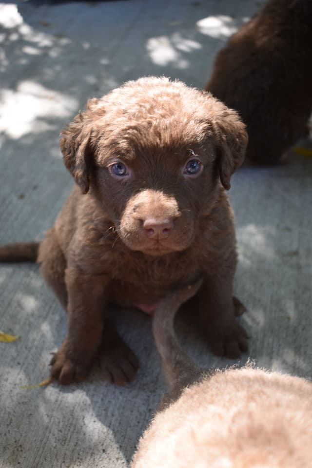 Chesapeake Bay Retriever Puppies media 3