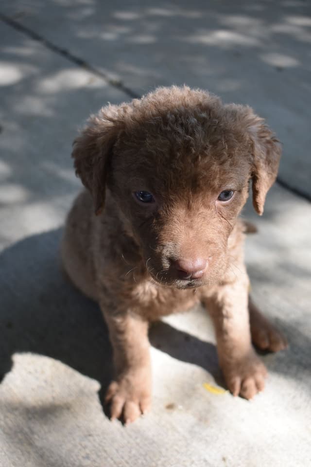 Chesapeake Bay Retriever Puppies media 5