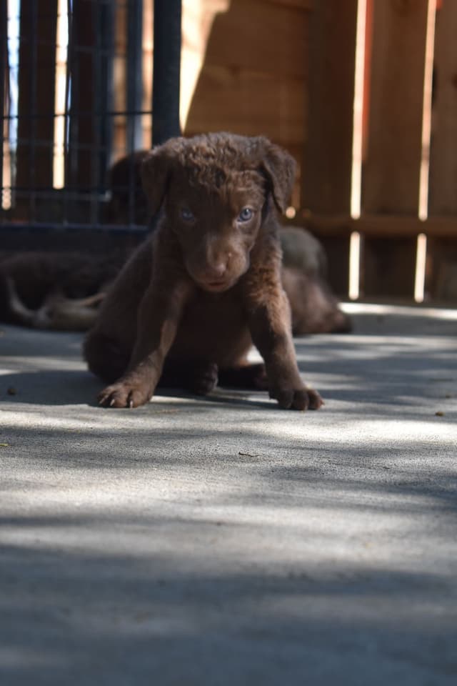 Chesapeake Bay Retriever Puppies media 6