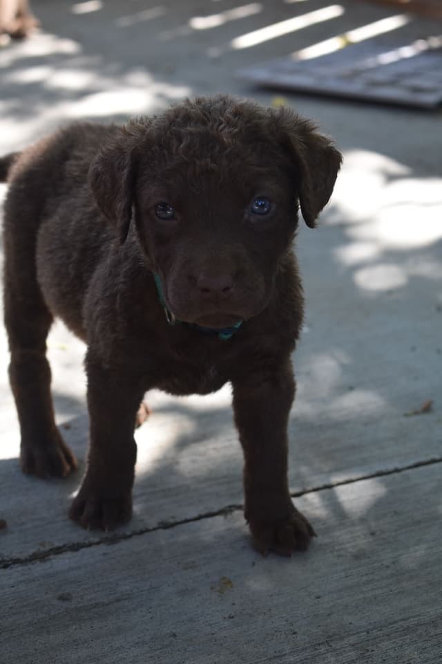 Chesapeake Bay Retriever Puppies media 7
