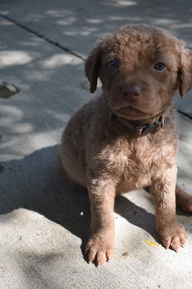 Chesapeake Bay Retriever Puppies media 8