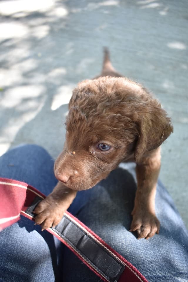 Chesapeake Bay Retriever Puppies media 10