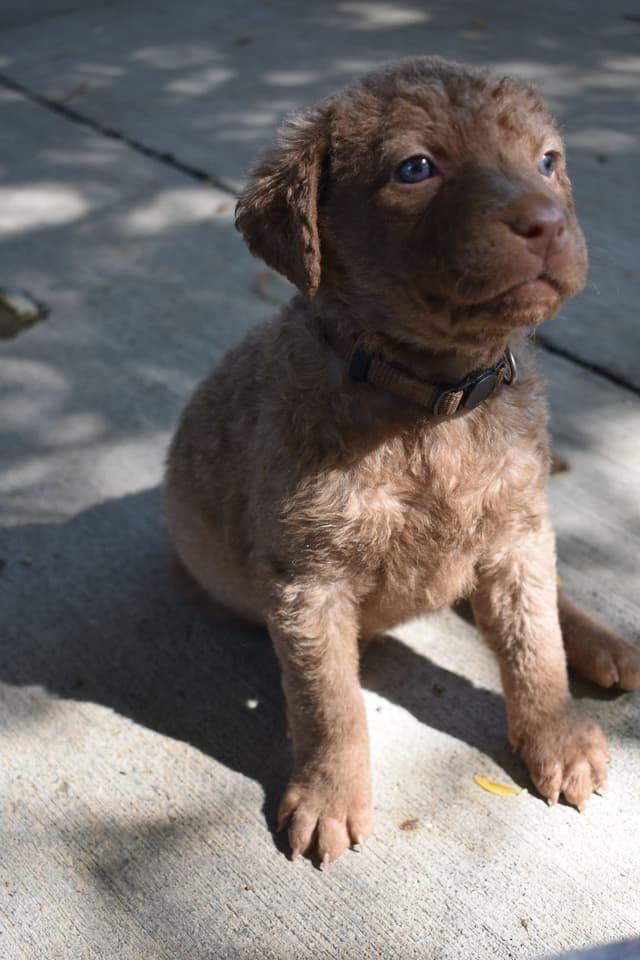 Chesapeake Bay Retriever Puppies media 11
