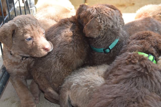 Chesapeake Bay Retriever Puppies media 12
