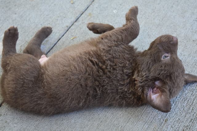 Chesapeake Bay Retriever Puppies media 13