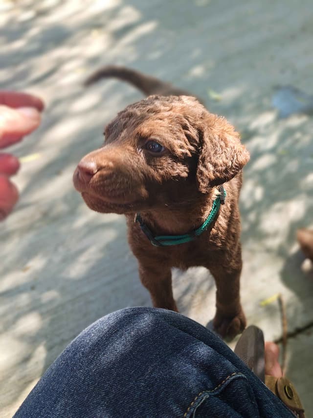 Chesapeake Bay Retriever Puppies media 14