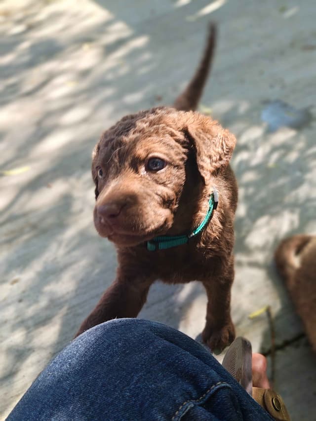 Chesapeake Bay Retriever Puppies media 15