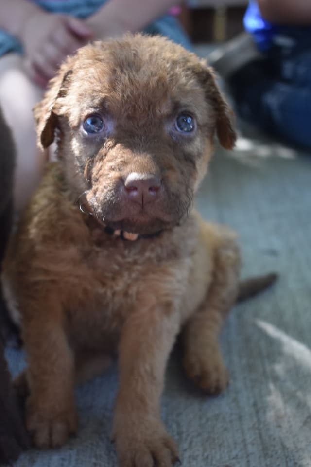 Chesapeake Bay Retriever Puppies media 2