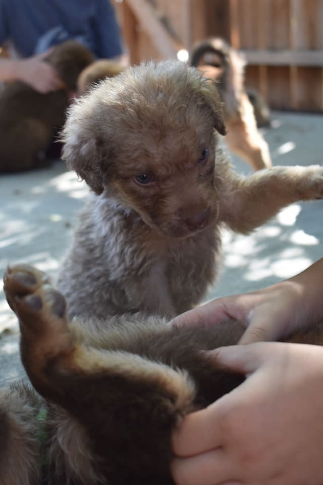 Chesapeake Bay Retriever Puppies media 3