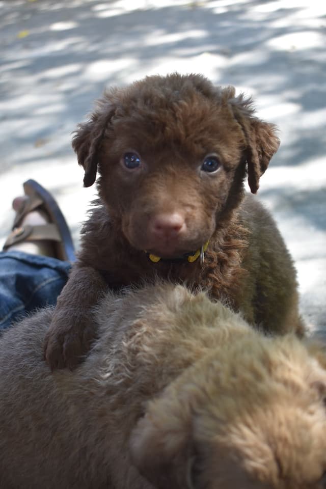 Chesapeake Bay Retriever Puppies media 4