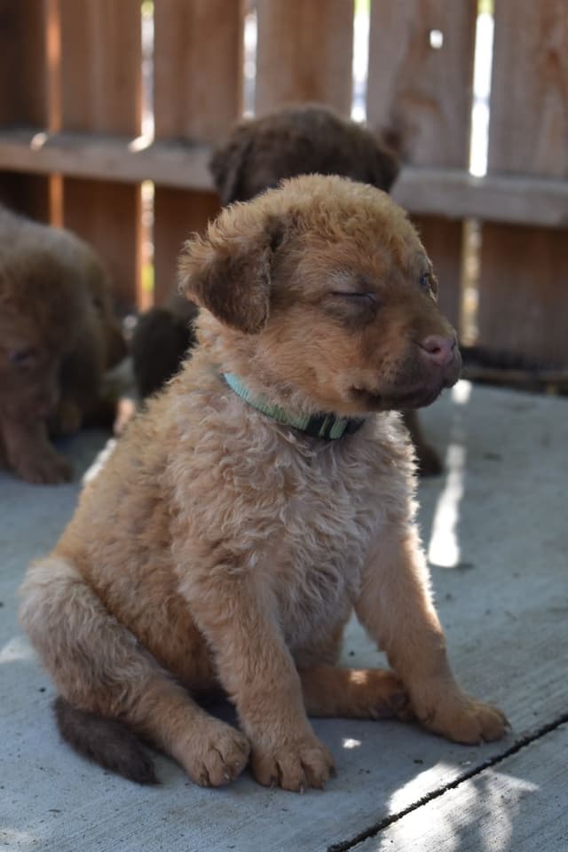 Chesapeake Bay Retriever Puppies media 5