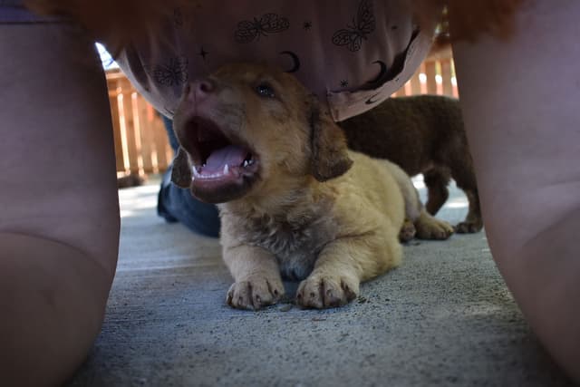 Chesapeake Bay Retriever Puppies media 6