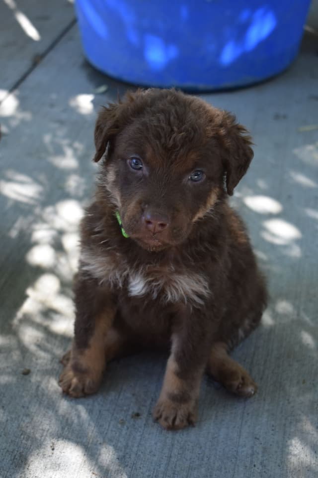 Chesapeake Bay Retriever Puppies media 7